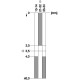 3SE5242-0PC05-1CA0